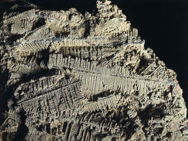 ��������ͼ